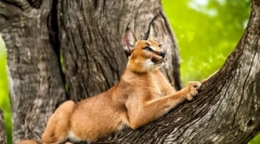Caracal (foto): půvabný zástupce kočkových exotických